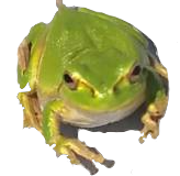 ikeda_nouen_frog